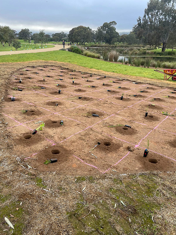 With support from our Community Grants program, South East City Residents Association (SECRA)'s Green Pakapakanthi volunteer group has planted two mini forests in Victoria Park/Pakapakanthi.